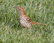 Brown Thrasher